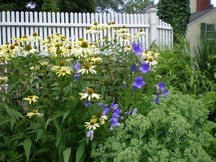 Perennial Garden